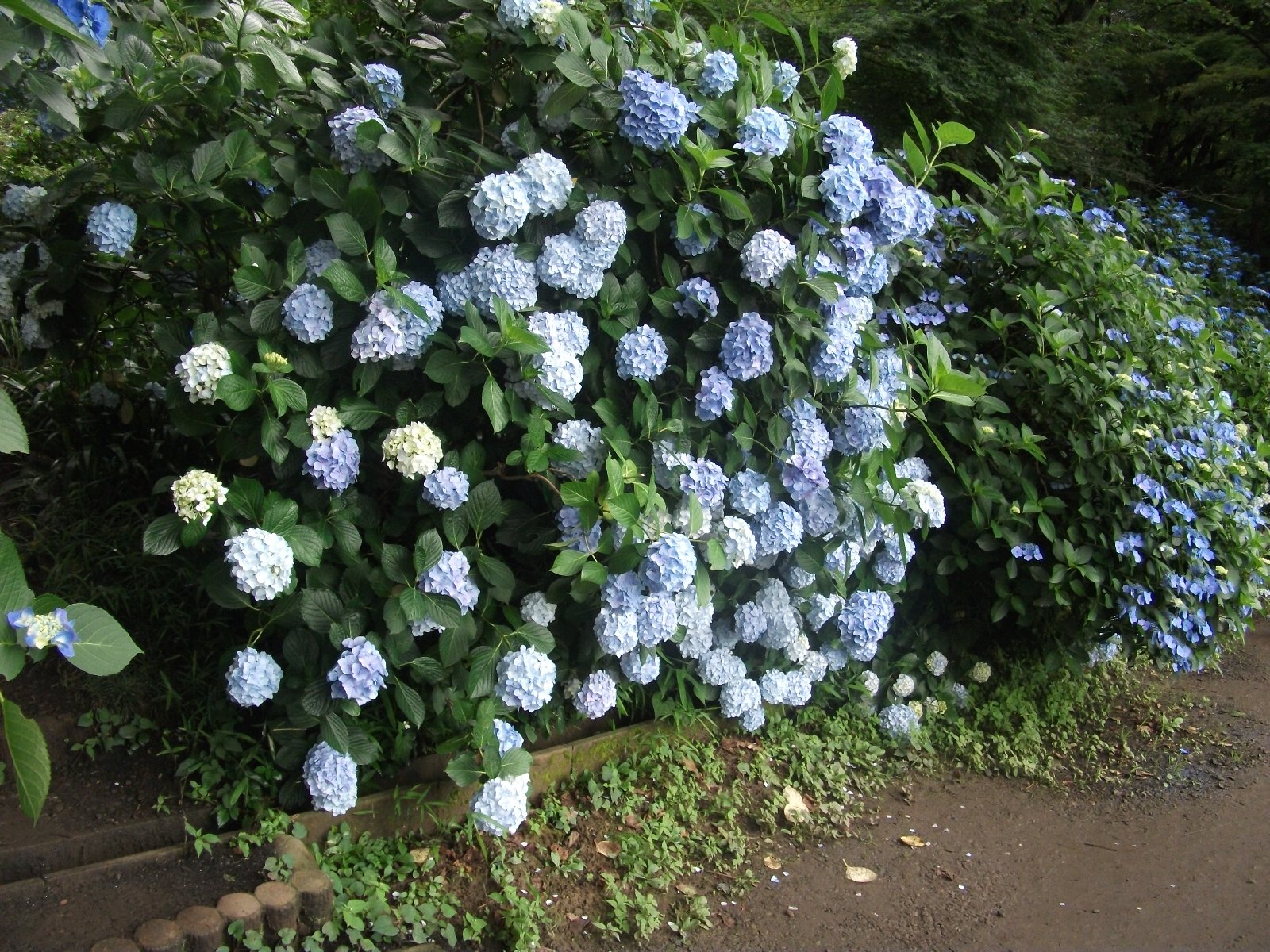 やまあじさい やまあじさい